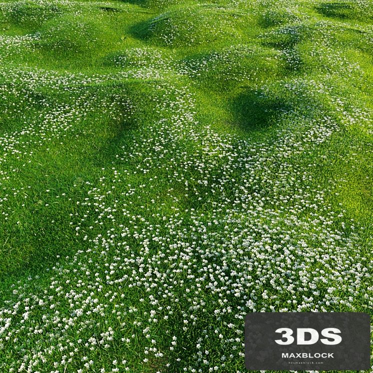 Bryozo lawn