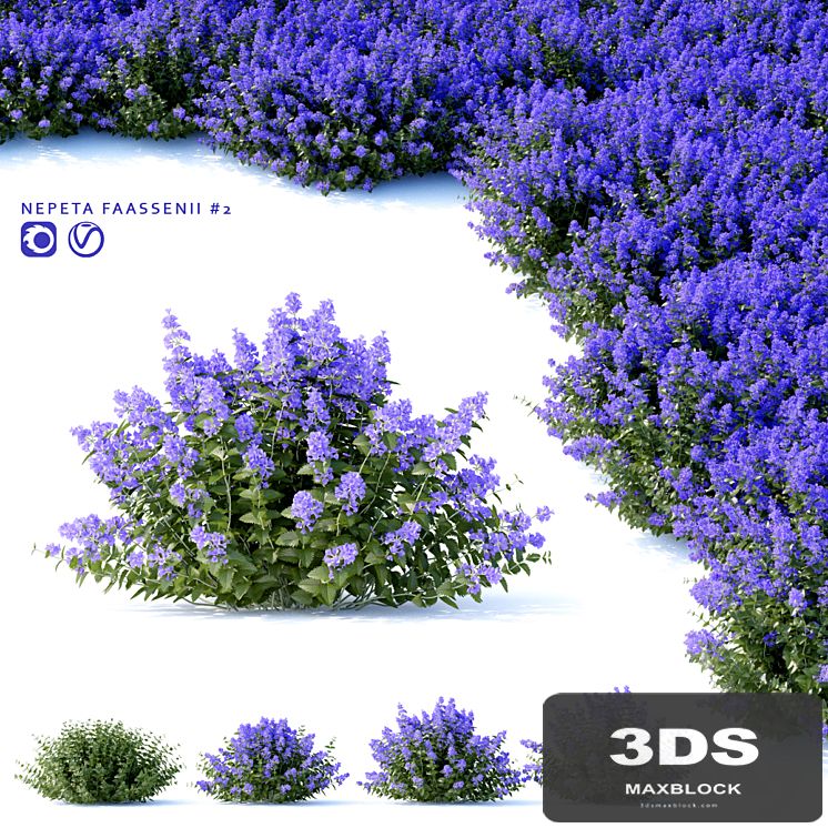 Fassen's Catcher | Nepeta fassenii # 2