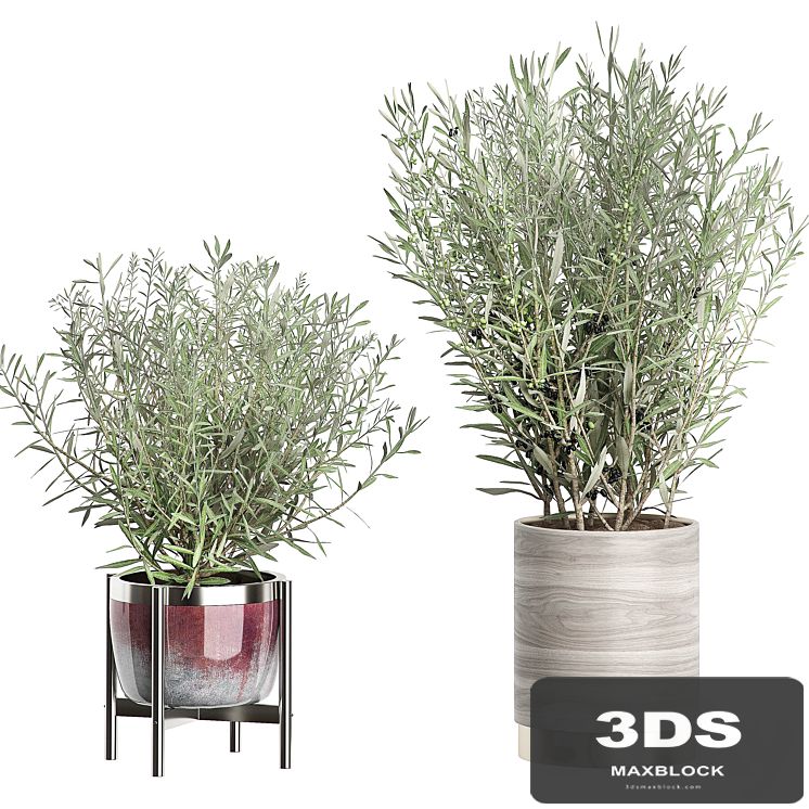 INTERIOR OLIVE TREE PACK 66