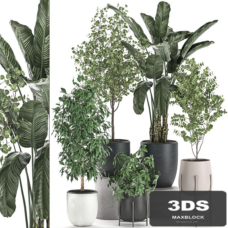 Collection of potted plants with Benjamin ficus trees, Banana palm, Scheffler, Eucalyptus. Set 556.