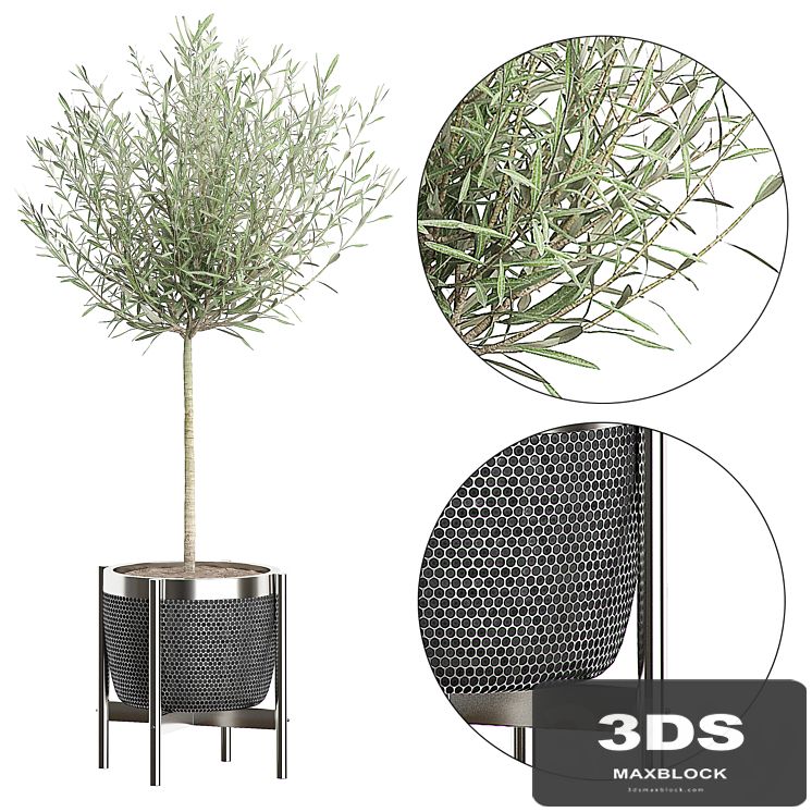 OLIVE TREE 67