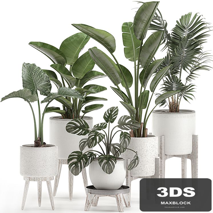 Collection of small plants in white pots on legs with Strelitzia, banana palm, hovea, monstera, alokasia. Set 557.