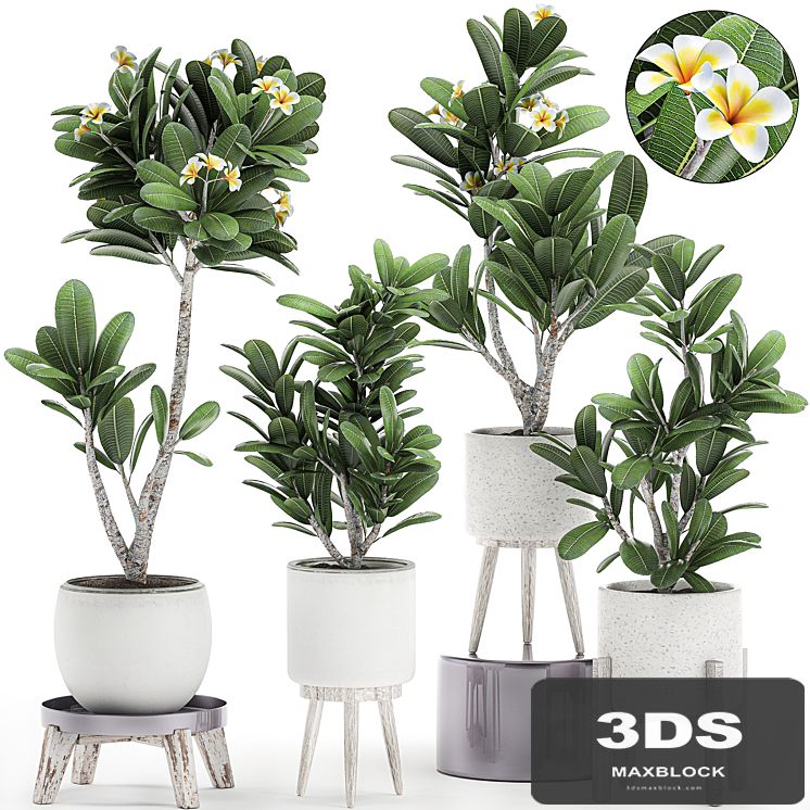 Collection of plants of small exotic flowering trees in white pots on legs with Plumeria, frangipani. Set 559.