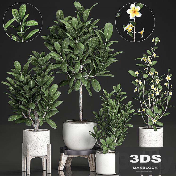 Collection of plants of small exotic flowering trees in white pots on legs with Plumeria, frangipani. Set 560.
