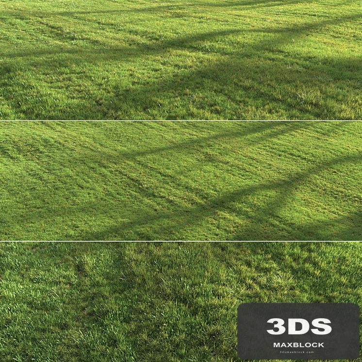 Summer grass
