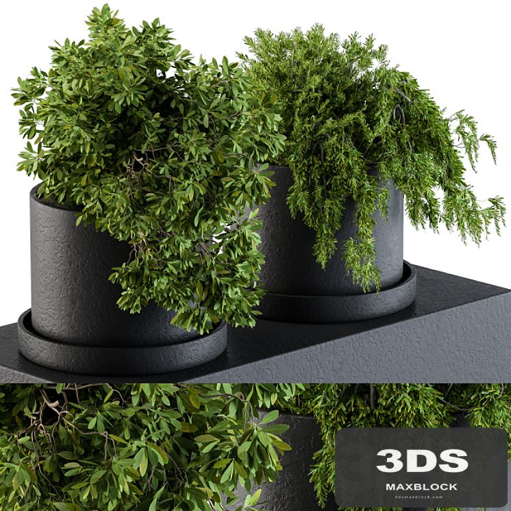 Plants set 47