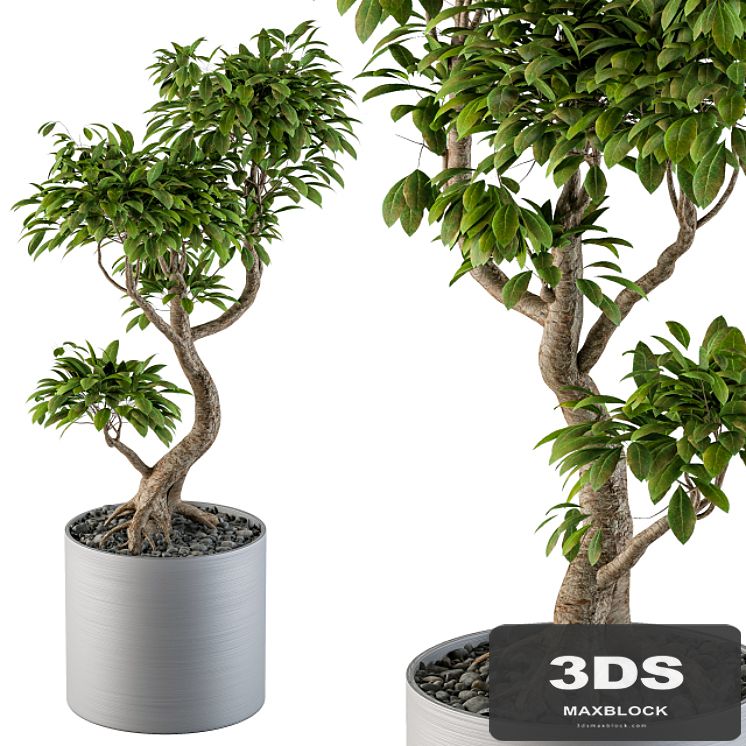 Big Bonsai Indoor Tree