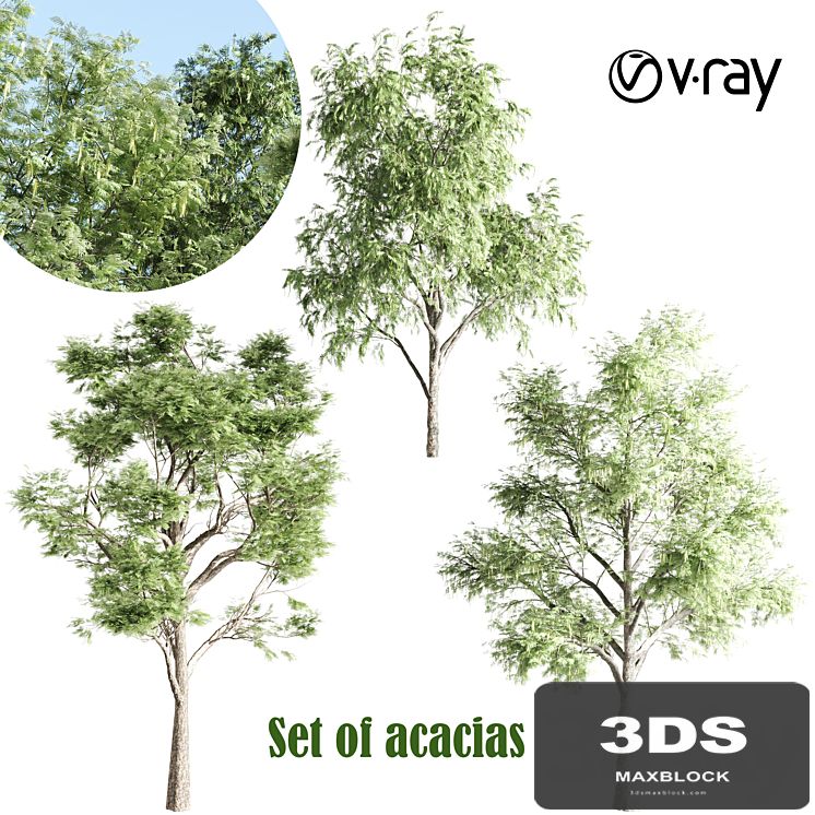 set of acacias-vray