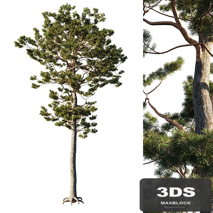 Pinus sylvestris tree