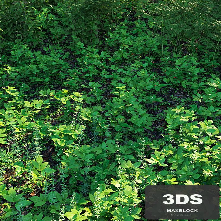 Forest grass