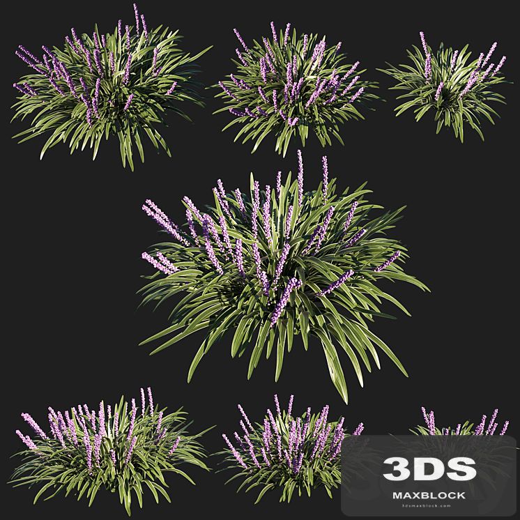 liriope muscari variegata grass 02