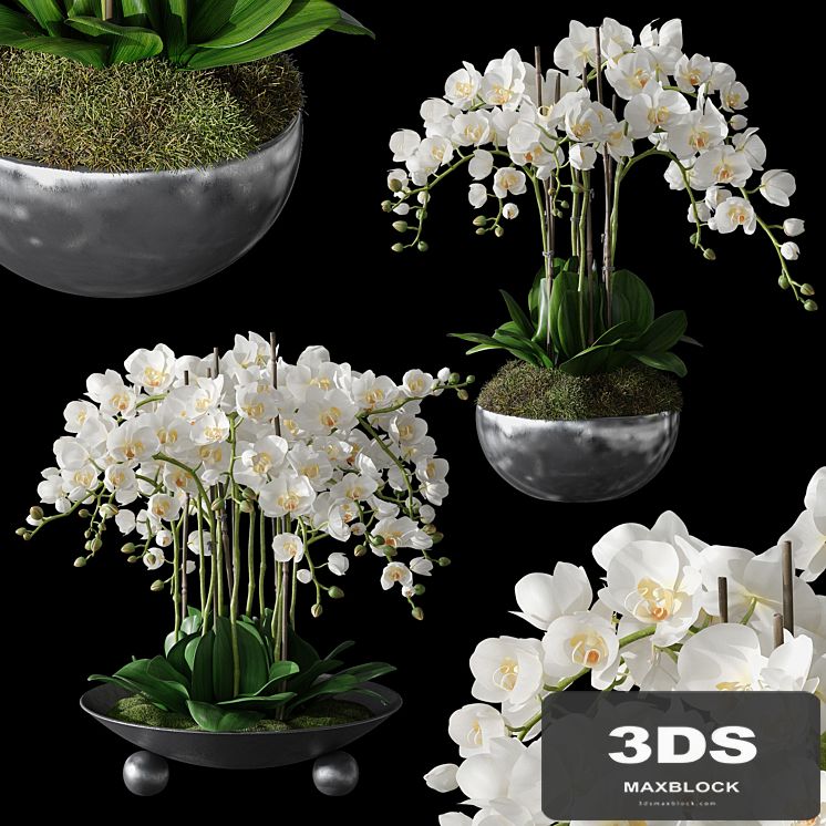 Orchids 1