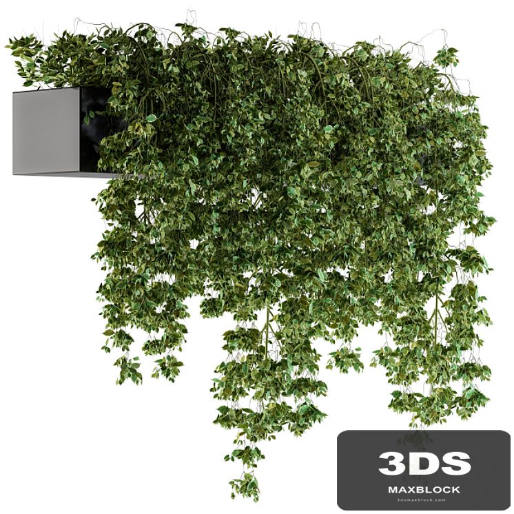 Hanging ivy Plants in Pot