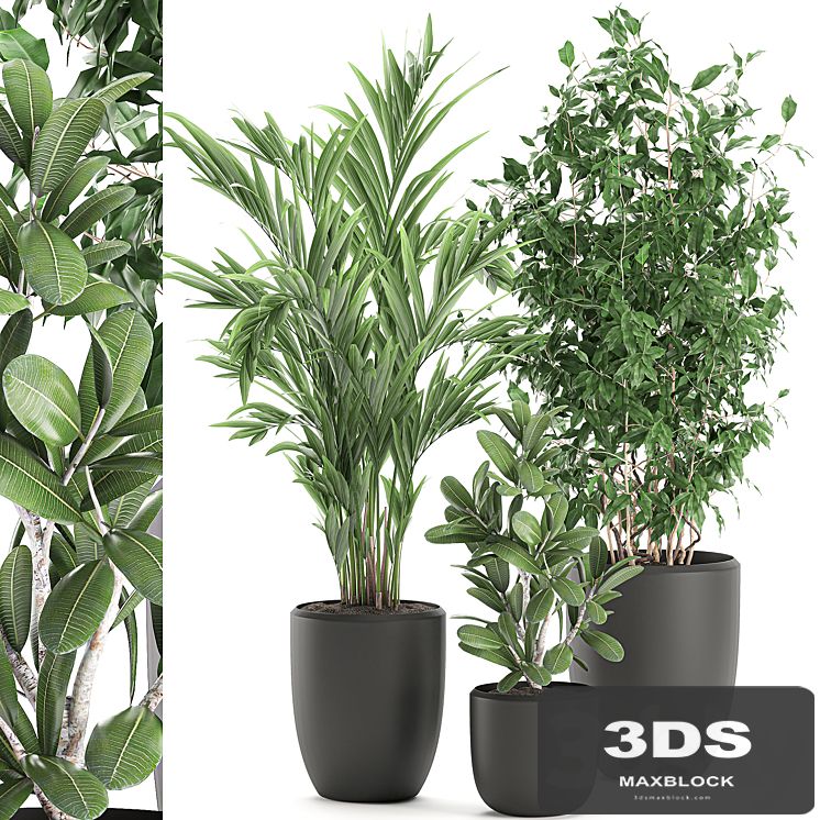 Collection of plants in black pots with Ficus benjamin, palm, hovea, neanta. Set 567.