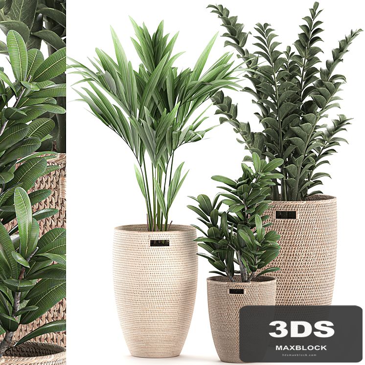Collection of plants in decorative baskets pots with Zamiokulkas, Money tree, palm tree, hovea. Set 568.