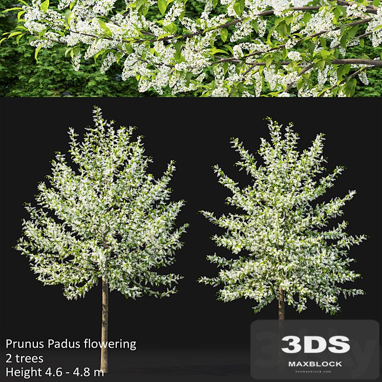 Bird cherry | Prunus Padus flowering # 3