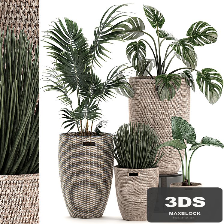 Collection of small plants in decorative baskets pots with Monstera, Howea , alokasia, palm. Set 570.