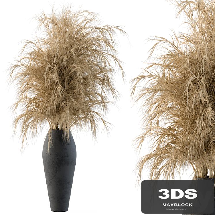 Dry plants