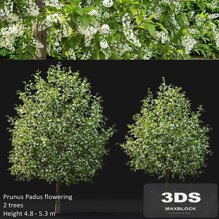 Bird cherry | Prunus Padus flowering # 4