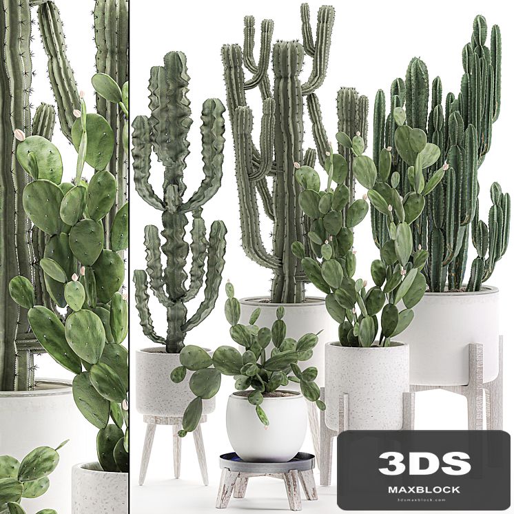 Collection of cacti in white pots Prickly pear, cereus, Carnegie, Milkweed, indoor, desert plants, Prickly pear. Set 571.
