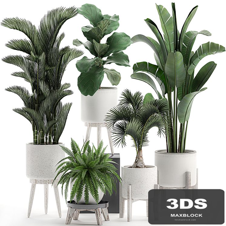 Collection of plants in white pots on legs with Dipsis palm, banana, fern, ficus lirata, strelitzia, ravenala. Set 573.