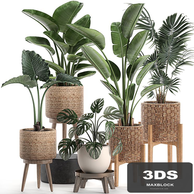 Collection of plants in rattan baskets on legs with Banana palm, strelitzia, hovea, monstera, alokasia. Set 574.