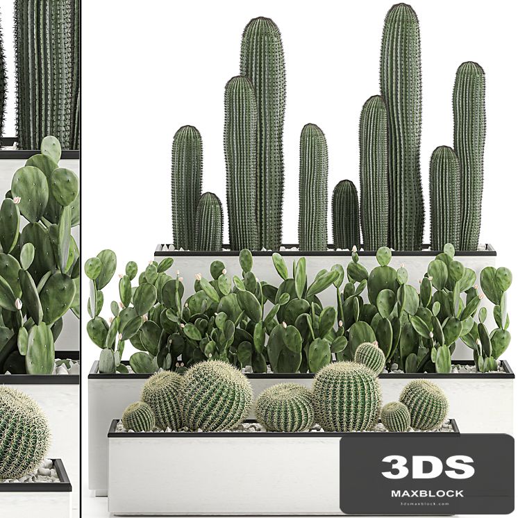 Collection of cacti in white pots Prickly pear, Barrel cactus, Echinocactus, desert plants, Garden, Prickly pear. Set 578.