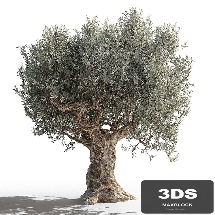 Olive tree 2