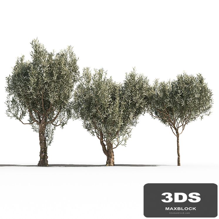 Olive Trees 3 (Olive Trees 3)