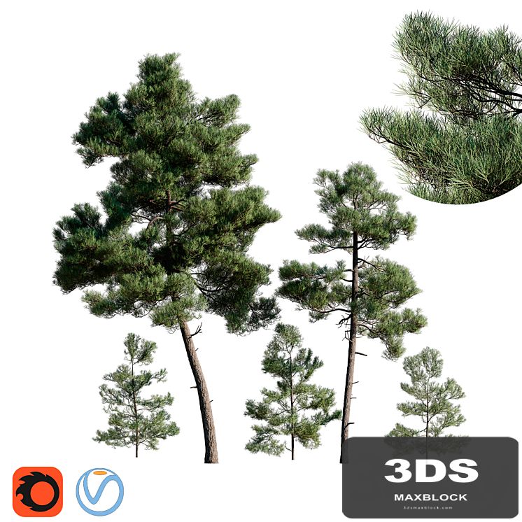 Turkish Pine (Calabrian) Pinus brutia Set