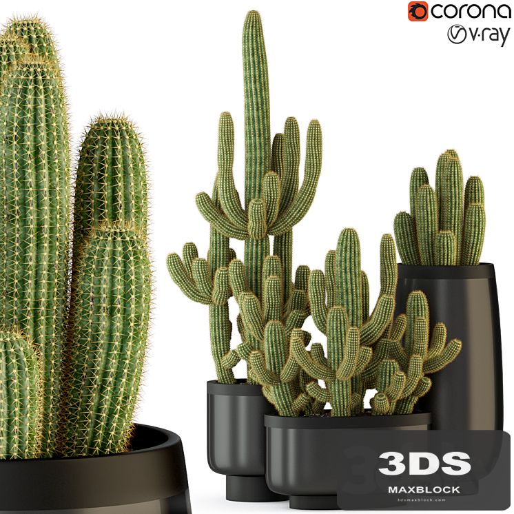 Plants collection 317