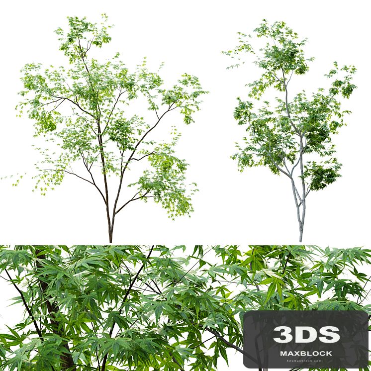 Two young trees