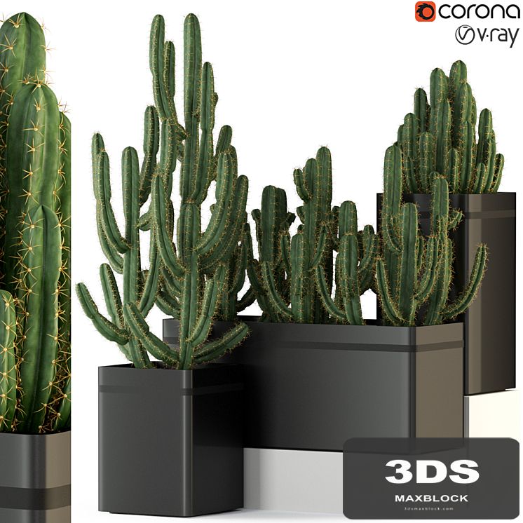 Plants collection 318