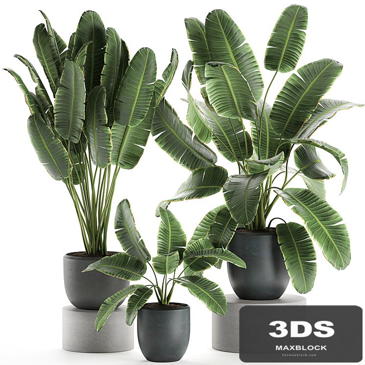 A collection of beautiful lush plants in black pots with strelitzia, banana palm, ravenala. Set 587.