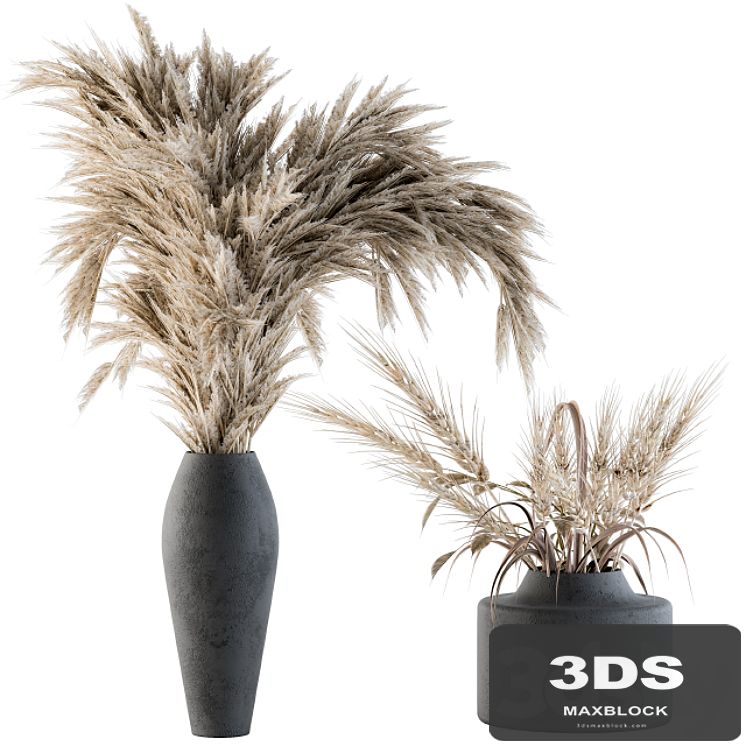 Dry plants 04