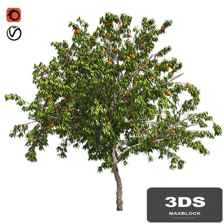 Peach tree with fruit