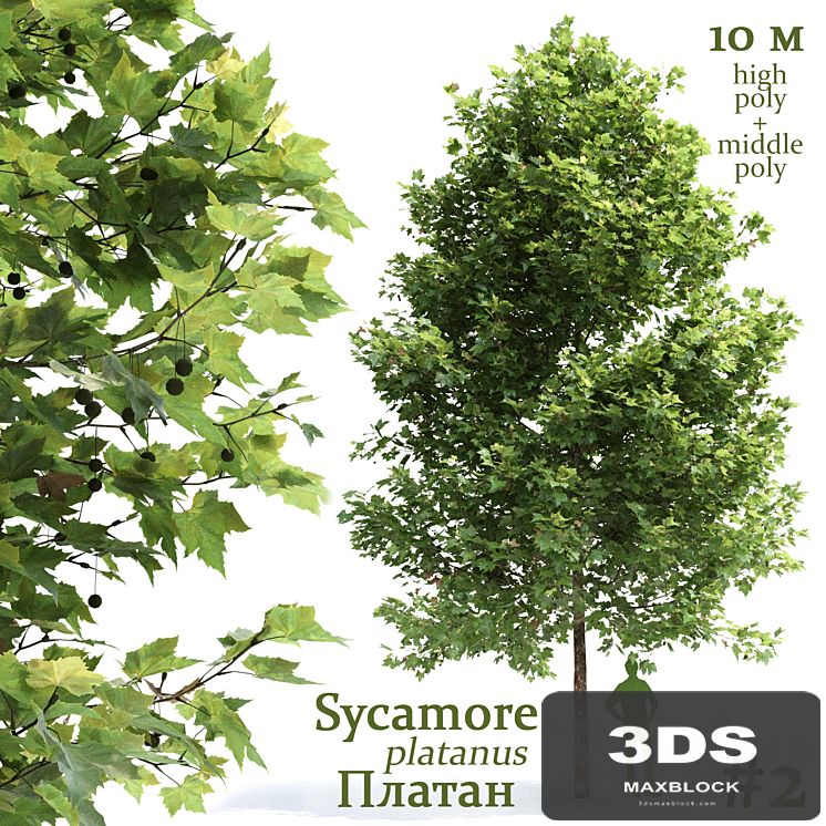 Plane-tree / Sycamore / Platanus #2