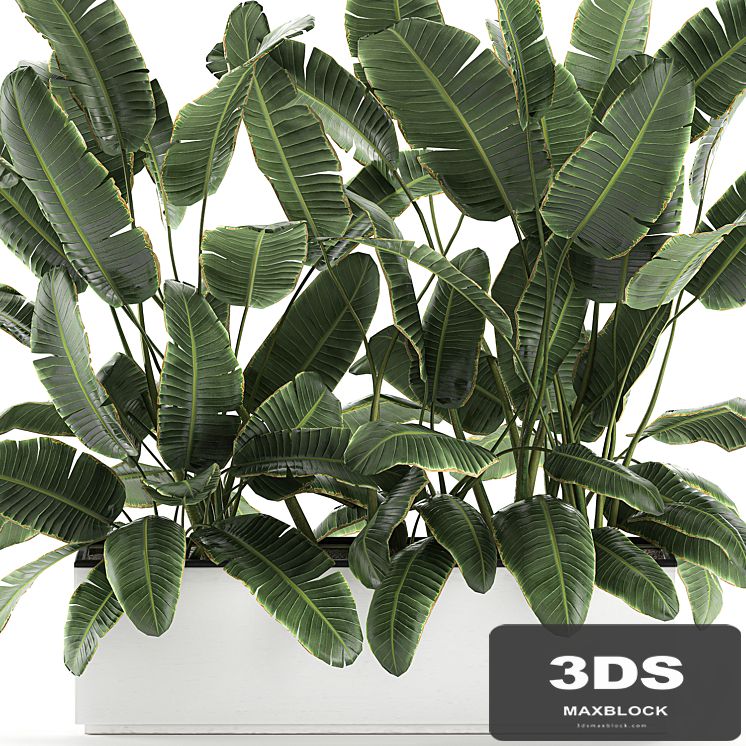 Beautiful lush thickets of bushes of plants in a white pot flowerbed with strelitzia, banana palm, ravenala. Set 590.