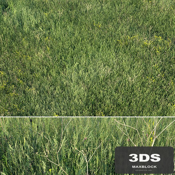 Grass field 01