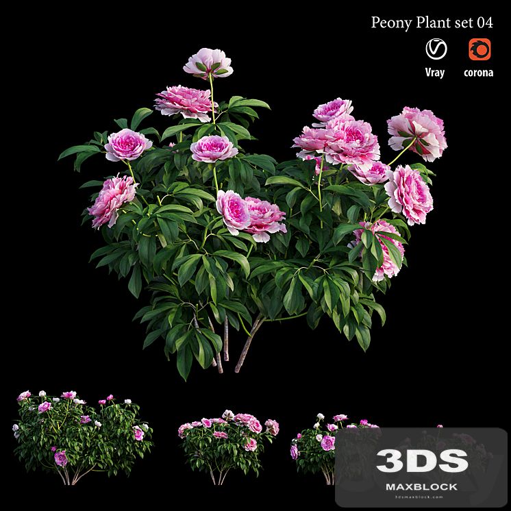 Peony plant set 04