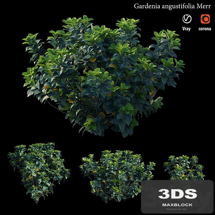 Gardenia angustifolia merr