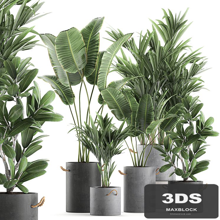 Plant Collection 595. Concrete flowerpot, banana, howea, palm, plumeria, strelitzia, industrial style, Howea forsteriana