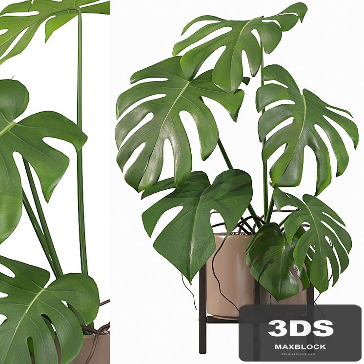 Plants collection 034 - Monstera