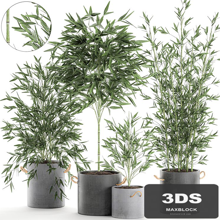 A collection of beautiful small lush bamboo bushes in concrete pots with bamboo handles. Set 596.