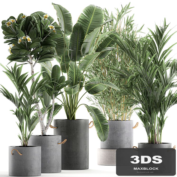 A collection of industrial-style plants in concrete flowerpots and pots made of banana, plumeria, palm, bamboo. Set 597.