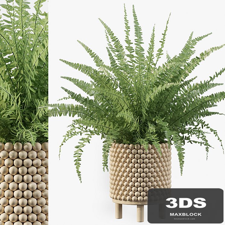 Plants collection 035 - Fern 03