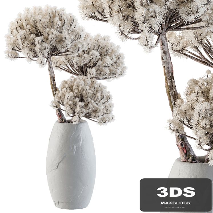 Dry decorative plant