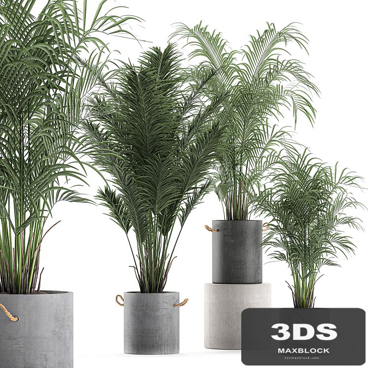 A collection of beautiful small lush palm trees in concrete pots with handles of Hovey, kentiya, neanta. Set 599.