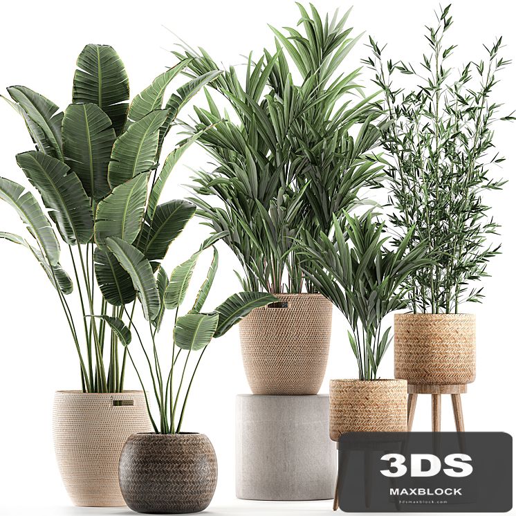 Collection of indoor plants in rattan baskets with palm, bamboo, banana for decoration and interior. Set 600.