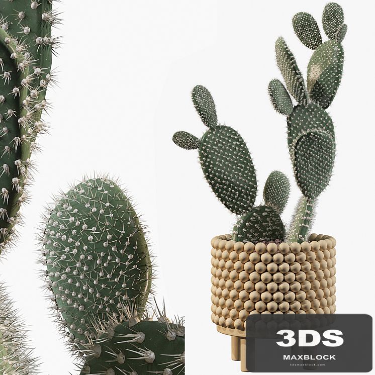 Plants collection 038 - Opuntia microdasys 03